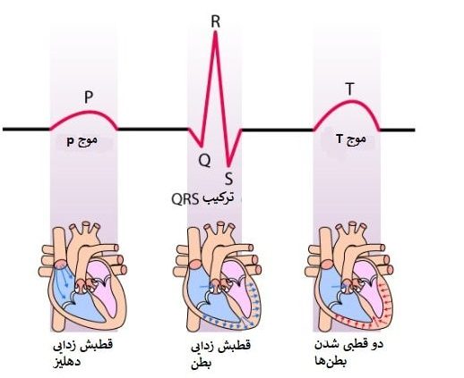 امواج دستگاه نوار قلب 